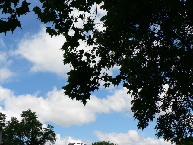 Under Tree Scranton PA 3